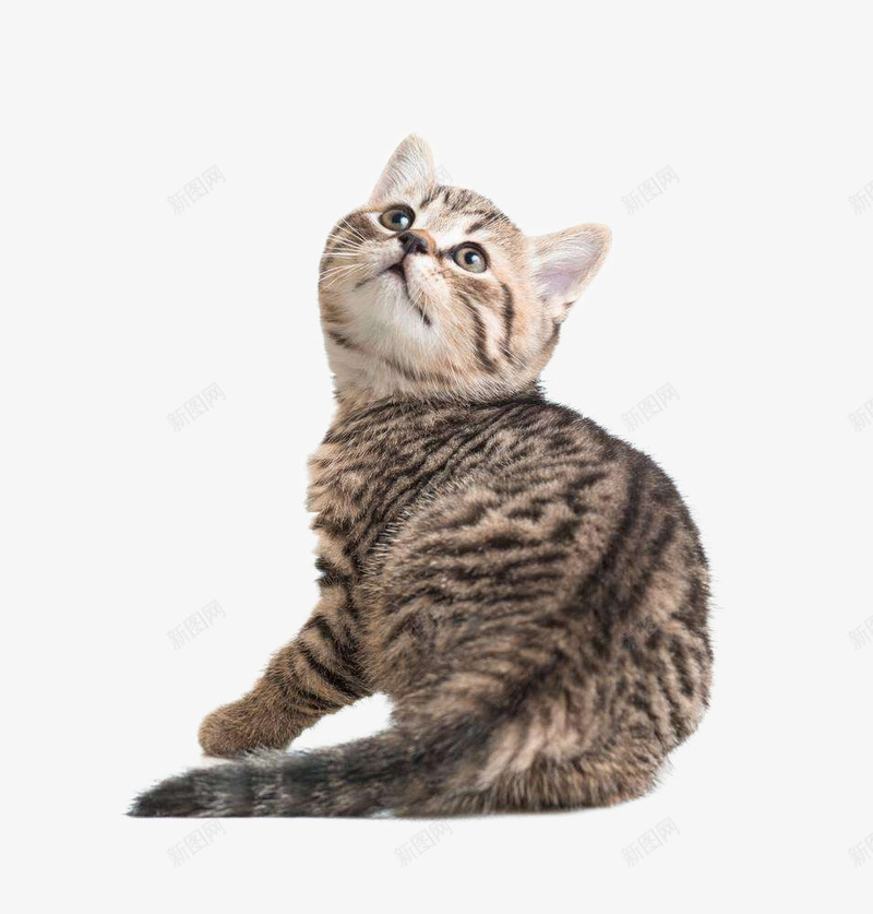 实物可爱萌萌的小猫png免抠素材_88icon https://88icon.com 动物 动物拍摄 包装设计 可爱 可爱小猫 宠物 海报设计 灰色小猫 猫 猫咪 萌 野猫