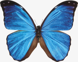 荧光蓝蝴蝶素材
