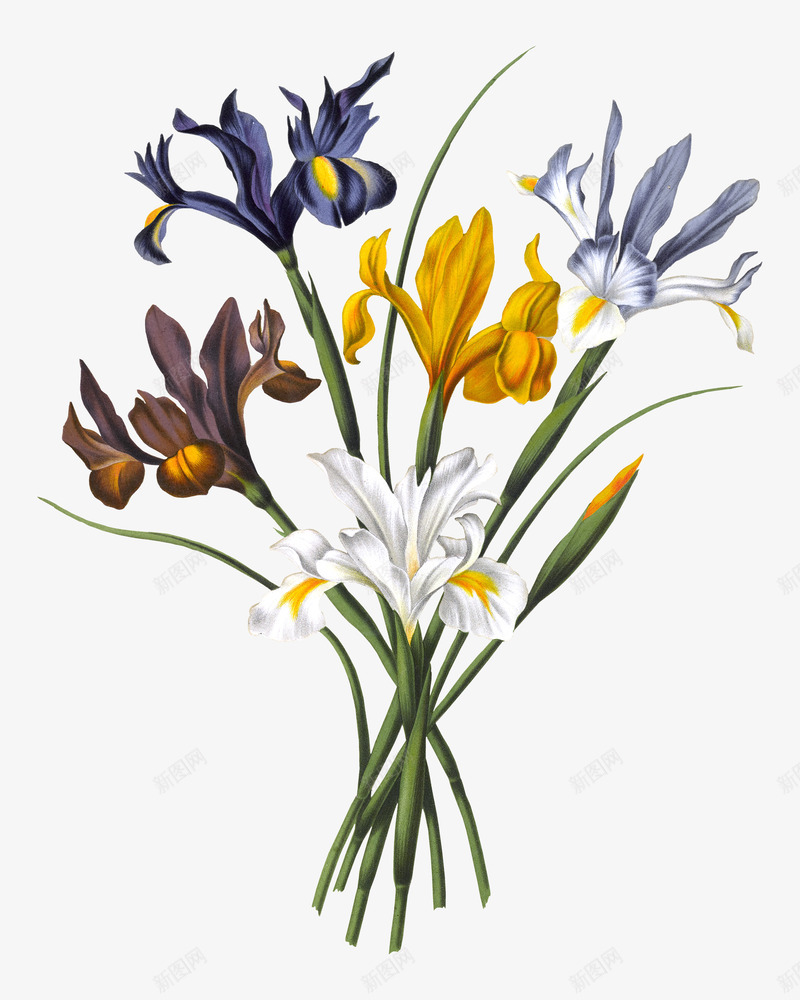 文艺清新花草海报装饰png免抠素材_88icon https://88icon.com 小清新花草装饰 文艺花草PPT制作 植物插画 海报设计 花草包装礼盒 花草插画 花草装饰