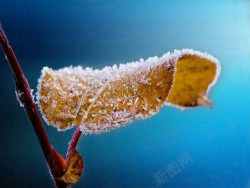 霜降节气霜叶植物蓝色元素素材