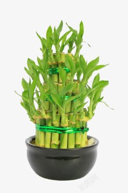 盆栽竹子富贵竹盆栽高清图片