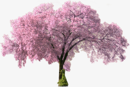 漂亮的粉色樱花树png免抠素材_88icon https://88icon.com 树木 植物 樱花 水彩 粉色