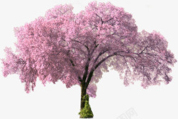 漂亮的粉色樱花树素材
