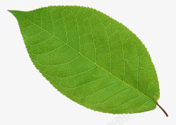 绿色的叶子长形绿叶素材