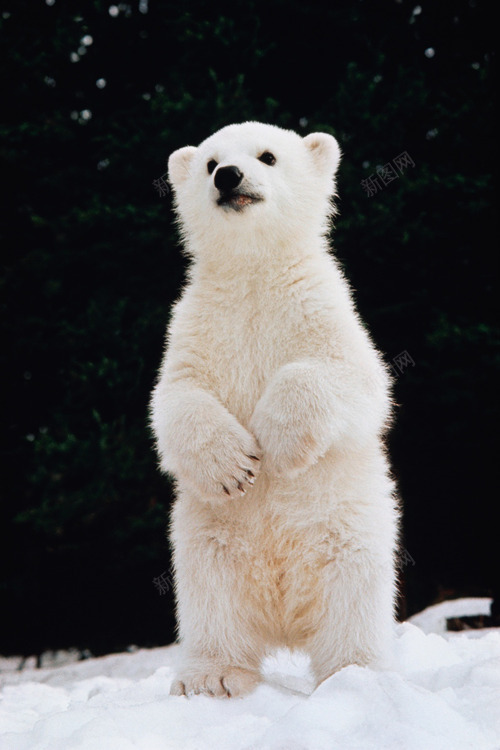 夜空下的白色北极熊海报背景png免抠素材_88icon https://88icon.com 北极熊 夜空 海报 白色 背景