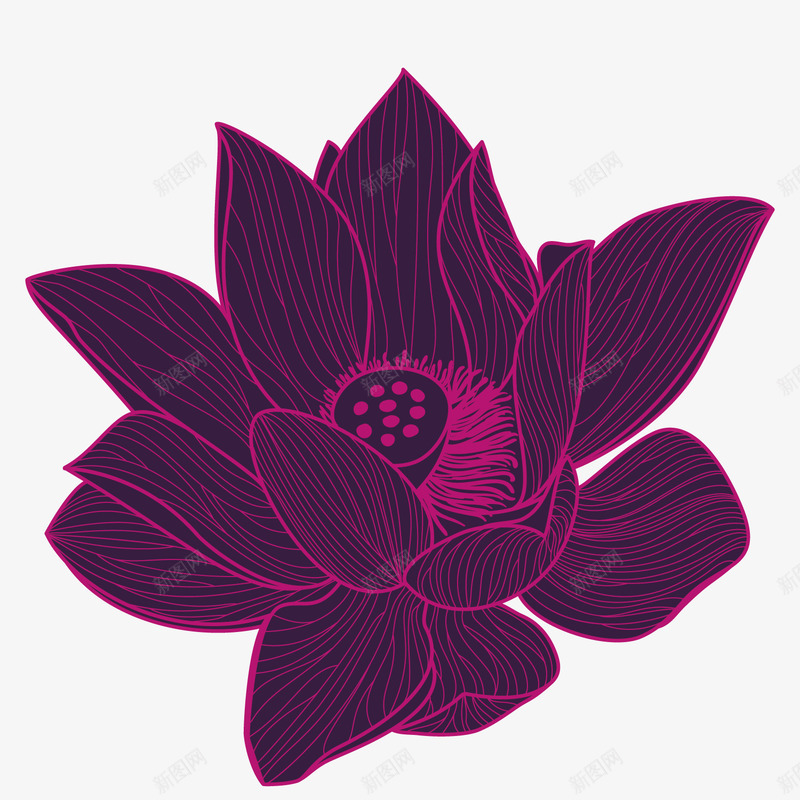 深紫色荷花手绘矢量图ai免抠素材_88icon https://88icon.com 个性 卡通 手绘 植物 简单 花朵 花瓣 荷花 矢量图