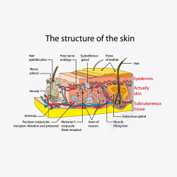 皮肤组织结构血管矢量图素材