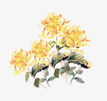 黄色菊花思念png免抠素材_88icon https://88icon.com 小清新 水彩 菊花 菊花彩绘 黄色