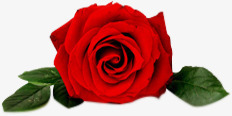 一朵鲜红色玫瑰花素材
