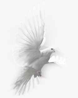 创意摄影在爱琴海飞翔的白鸽素材