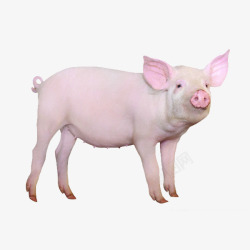 实物小猪可爱的猪高清图片