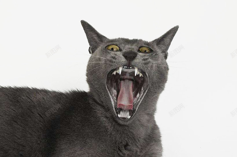 张大嘴巴的猫咪png免抠素材_88icon https://88icon.com 夸张 张大嘴巴 惊吓 猫咪