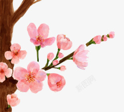 手绘水彩画樱花花朵树枝素材