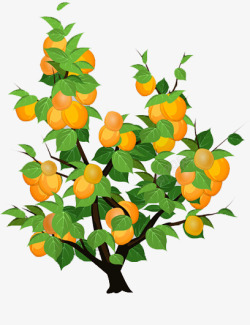 杏树素材