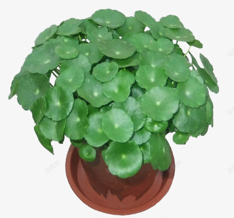 铜钱草盆景png免抠素材_88icon https://88icon.com 植物 盆景 花草 铜钱草