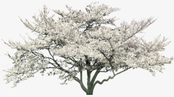 白色梨树树木装饰图案素材
