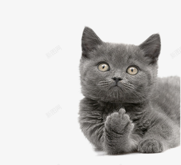 灰色的小猫片png免抠素材_88icon https://88icon.com 免抠小猫图片 可爱的小猫 毛茸茸的小动物图片 猫咪背景图片