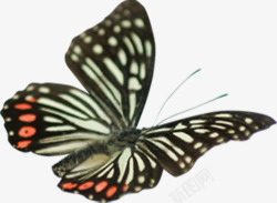 春季纹理斑点蝴蝶素材