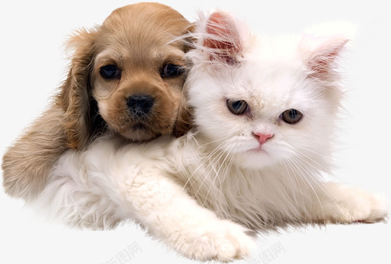 可爱的小猫小狗png免抠素材_88icon https://88icon.com 可爱的 小狗 小猫 棕色 毛茸茸 白色