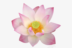 印度国花粉红色纯洁的莲蓬水芙蓉实物高清图片