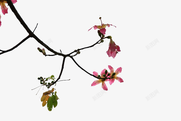 粉色凋谢的异木棉花png免抠素材_88icon https://88icon.com 凋谢的 凋谢的花 异木棉 异木棉花 木棉花树 枯萎 植物 粉色 花 花瓣