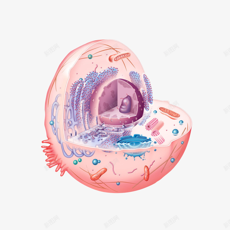 彩色细胞核结构png免抠素材_88icon https://88icon.com 3D细胞模型 动物细胞 核糖核酸 植物细胞 模型结构 横断面 细胞核 细胞膜