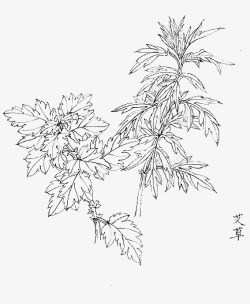 端午节手绘素材手绘黑白植物艾叶高清图片