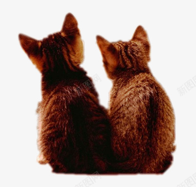 两只宠物猫咪背影png免抠素材_88icon https://88icon.com 可爱 宠物 猫咪 背影