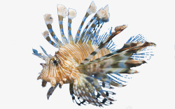 海底生物狮子鱼素材