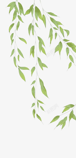 绿色杨柳柳树树枝树叶高清图片