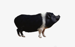 猪黑色野猪高清图片