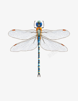 蓝色蜻蜓矢量图素材