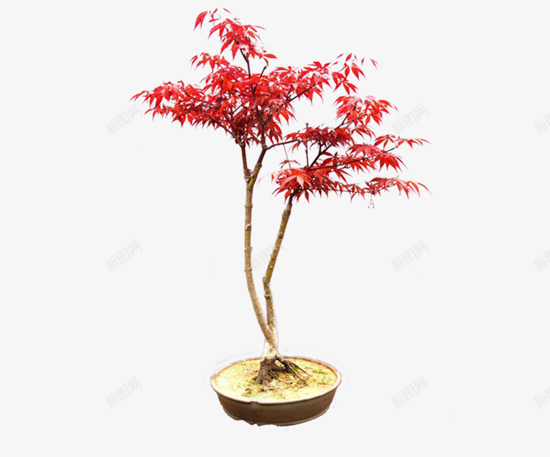 盆栽png免抠素材_88icon https://88icon.com 室内植物 小盆栽 植物 盆栽 绿色植物 花草 花草盆栽