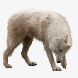 野狼雪狼孤狼动物素材
