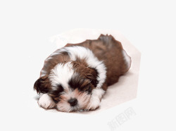 趴着的小狗素材