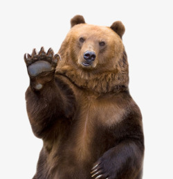 野生动物棕熊招手的狗熊高清图片