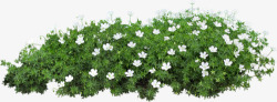 白色花朵花丛草丛素材