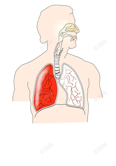 人体解剖图png免抠素材_88icon https://88icon.com 健康 医护 医疗 救护 生命 生物 研究