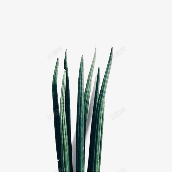 绿色盆栽png免抠素材_88icon https://88icon.com 文艺 清新 盆景 绿色叶片 绿色植物