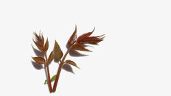 香椿棕色新鲜的香椿芽高清图片