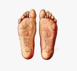 肌肤组织脚部分析图高清图片