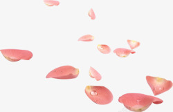几片带水珠的粉色花瓣素材