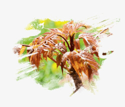 h5素材植物花卉香椿芽高清图片