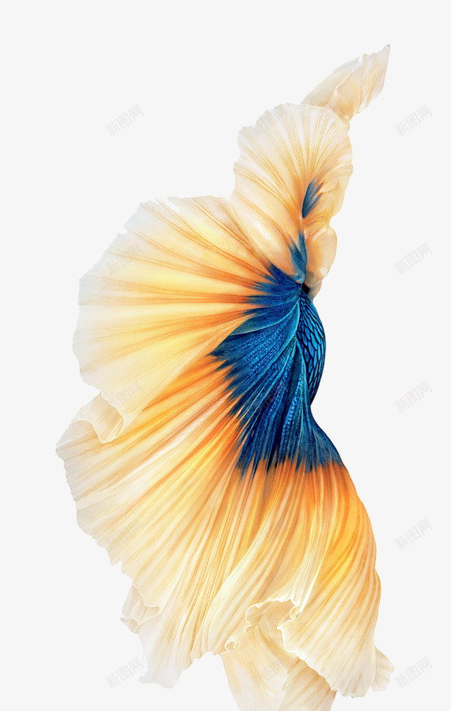 海底动物png免抠素材_88icon https://88icon.com 产品实物 动物 尾巴 梦幻 水底生物蓝纹 热带鱼素材图 热带鱼鱼类 金鱼免费下载 鱼儿 黄蓝