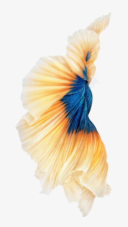 热带鱼素材图海底动物高清图片