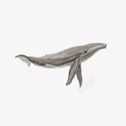 一只灰色的海洋生物座头鲸插画免素材