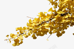 秋天树叶黄了素材