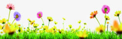 春季彩色花朵草丛素材