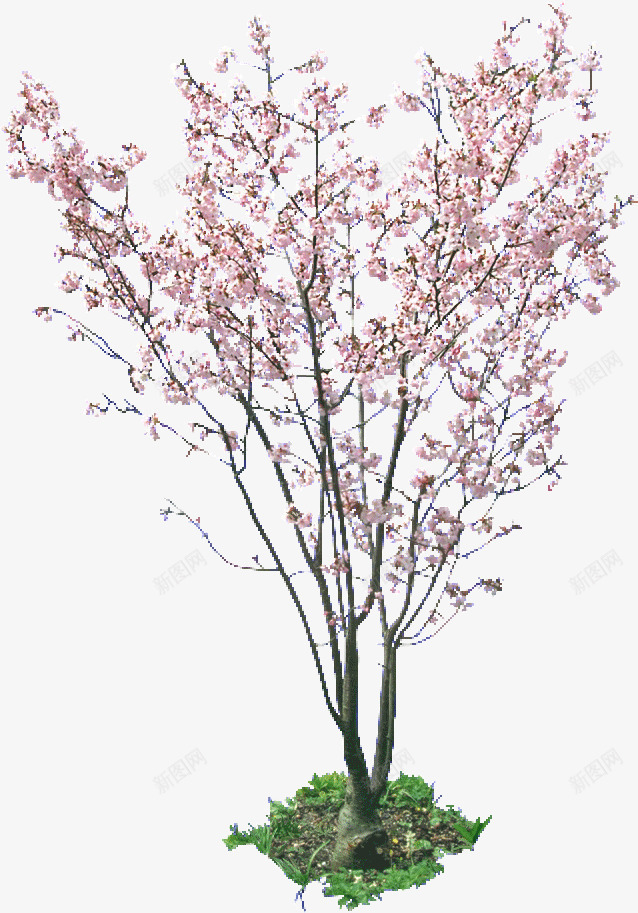 一树杏花png免抠素材_88icon https://88icon.com 实景 早春 春天 春季景色免费下载 杏树 桃树 清新 粉色 繁花 美丽