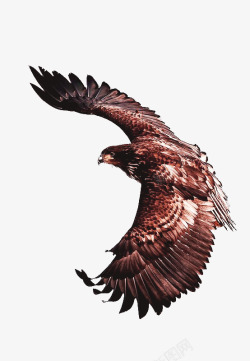 西藏旅游飞翔的老鹰高清图片